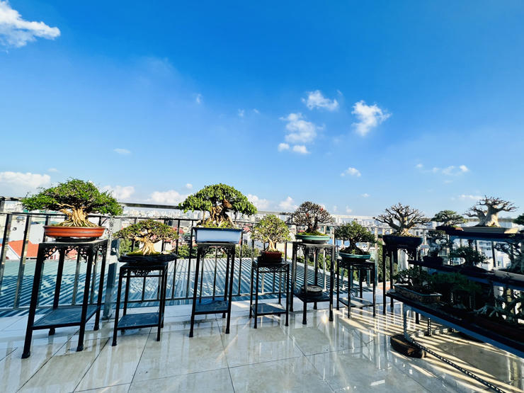 “Choáng” với vườn cây tiền tỷ trên sân thượng của chàng trai Hà Nội