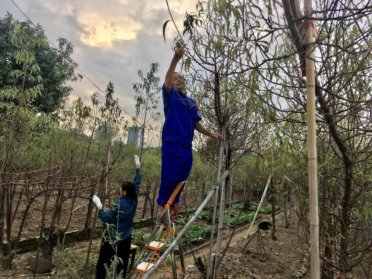 Tất bật vào vụ Tết, người trồng đào Nhật Tân thấp thỏm 'ngóng' gió mùa, lo rét hại