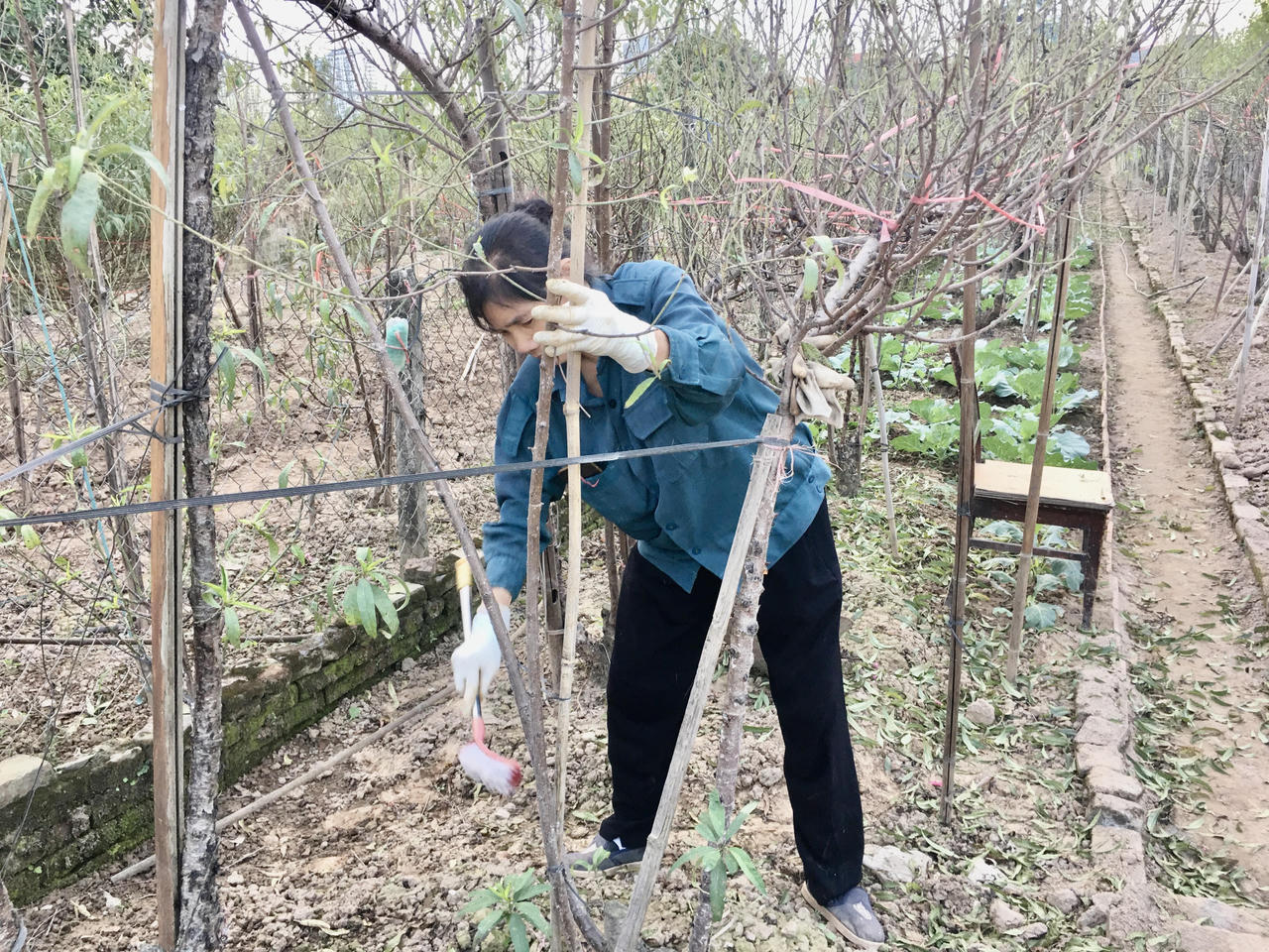 Tất bật vào vụ Tết, người trồng đào Nhật Tân thấp thỏm 'ngóng' gió mùa, lo rét hại