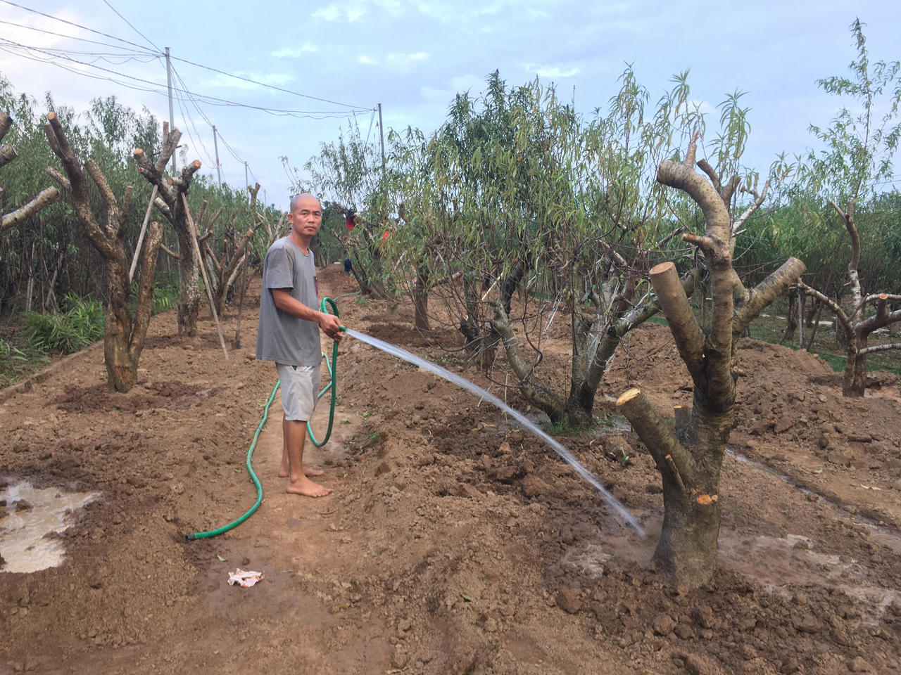 Tất bật vào vụ Tết, người trồng đào Nhật Tân thấp thỏm 'ngóng' gió mùa, lo rét hại