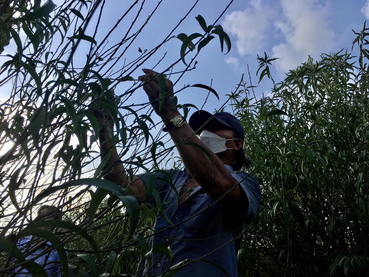 Tất bật vào vụ Tết, người trồng đào Nhật Tân thấp thỏm 'ngóng' gió mùa, lo rét hại