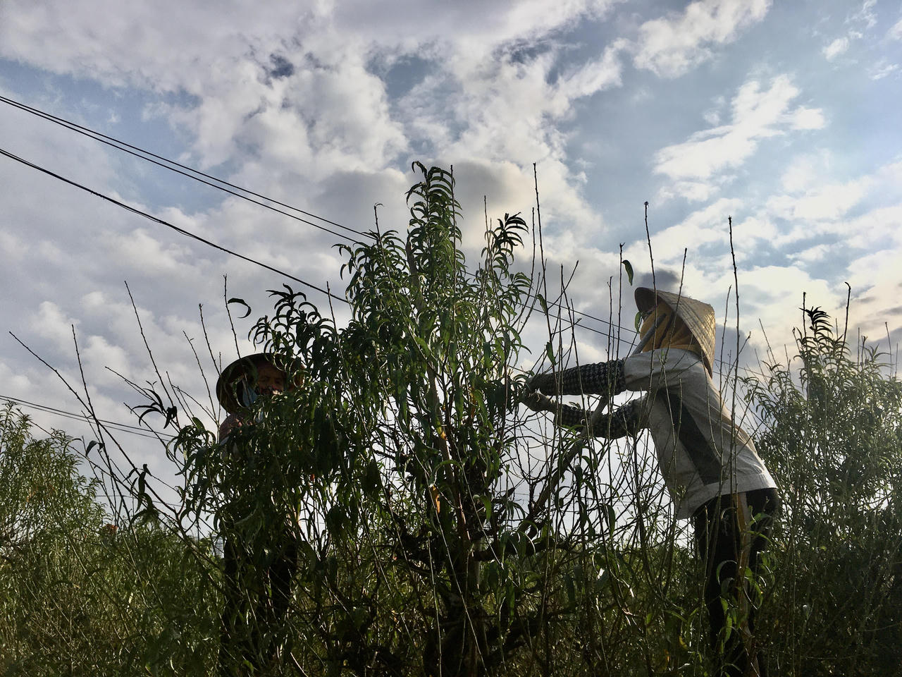 Tất bật vào vụ Tết, người trồng đào Nhật Tân thấp thỏm 'ngóng' gió mùa, lo rét hại