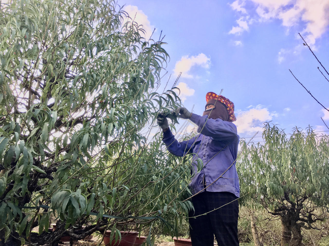 Tất bật vào vụ Tết, người trồng đào Nhật Tân thấp thỏm 'ngóng' gió mùa, lo rét hại