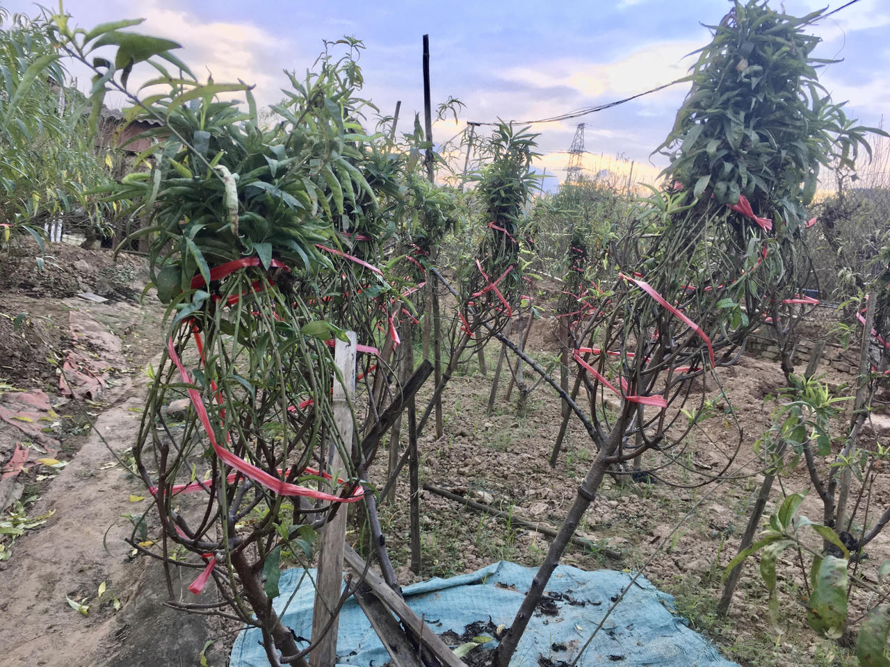 Tất bật vào vụ Tết, người trồng đào Nhật Tân thấp thỏm 'ngóng' gió mùa, lo rét hại