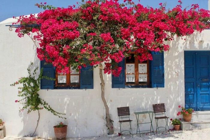 3 loại cây vừa sang vừa đẹp lại vừa chống trộm không lo mất đồ: Nhà giàu ai cũng thích trồng trước cửa