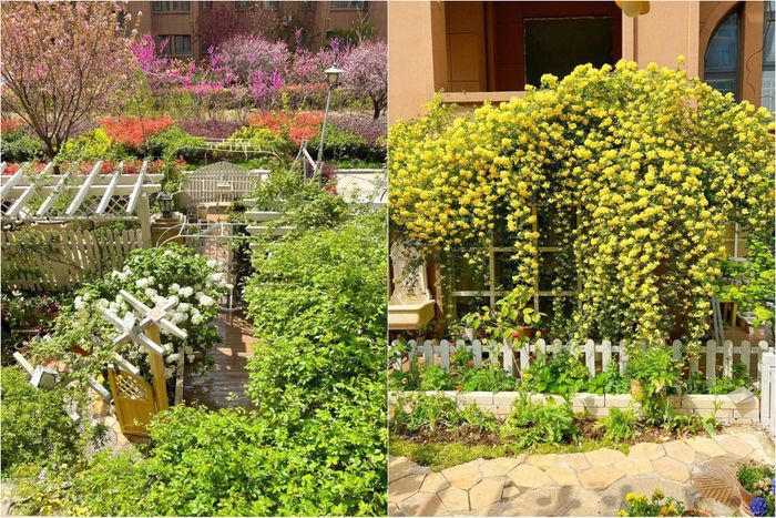 Mãn nhãn trước khu vườn 4 mùa hoa nở, cây cối tươi tốt quanh năm của cô gái 9x