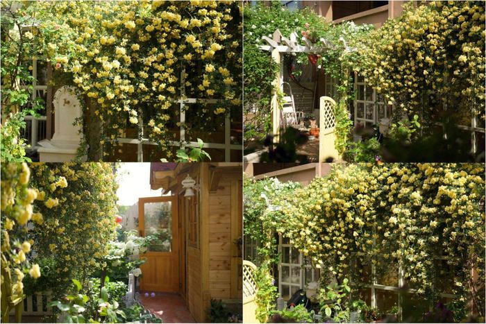 Mãn nhãn trước khu vườn 4 mùa hoa nở, cây cối tươi tốt quanh năm của cô gái 9x