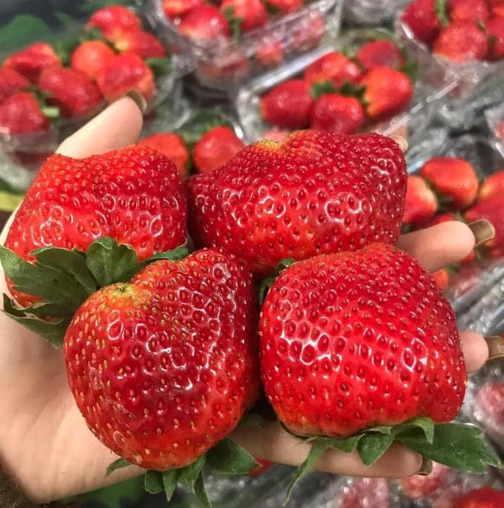 Dâu tây “nhuộm sắc đỏ” trên mạng xã hội, giá rẻ chưa từng có