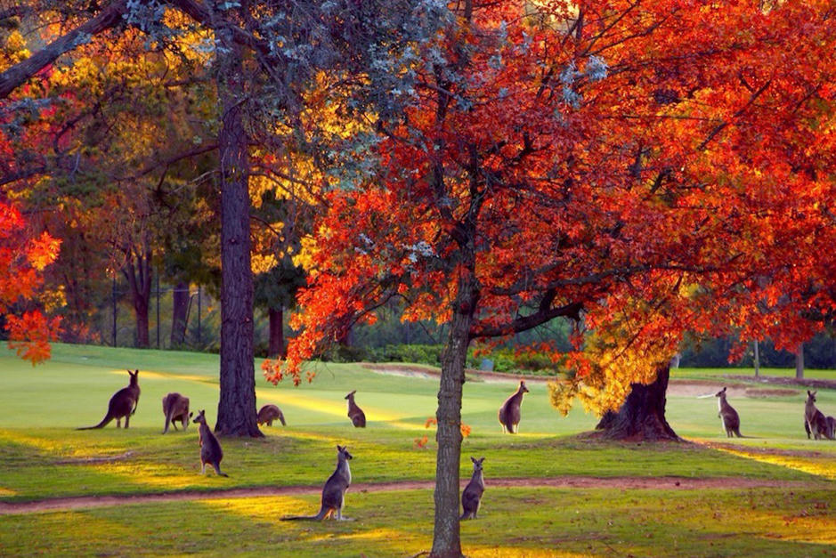 Dễ dàng say 'HI' với xứ sở Kangaroo cùng nhiều đường bay tiết kiệm