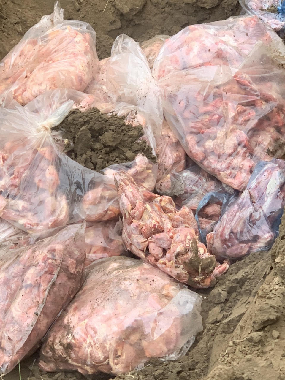 Phát hiện hơn 600 kg cổ, cánh gà đông lạnh không rõ nguồn gốc