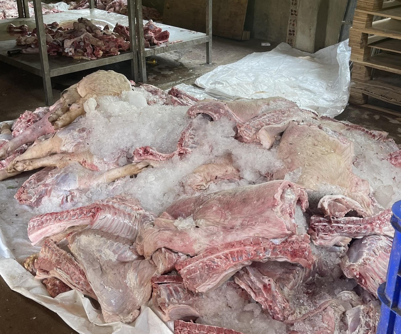 Ngăn chặn hơn 1,7 tấn thịt heo bốc mùi hôi thối chuẩn bị 'tuồn' ra thị trường