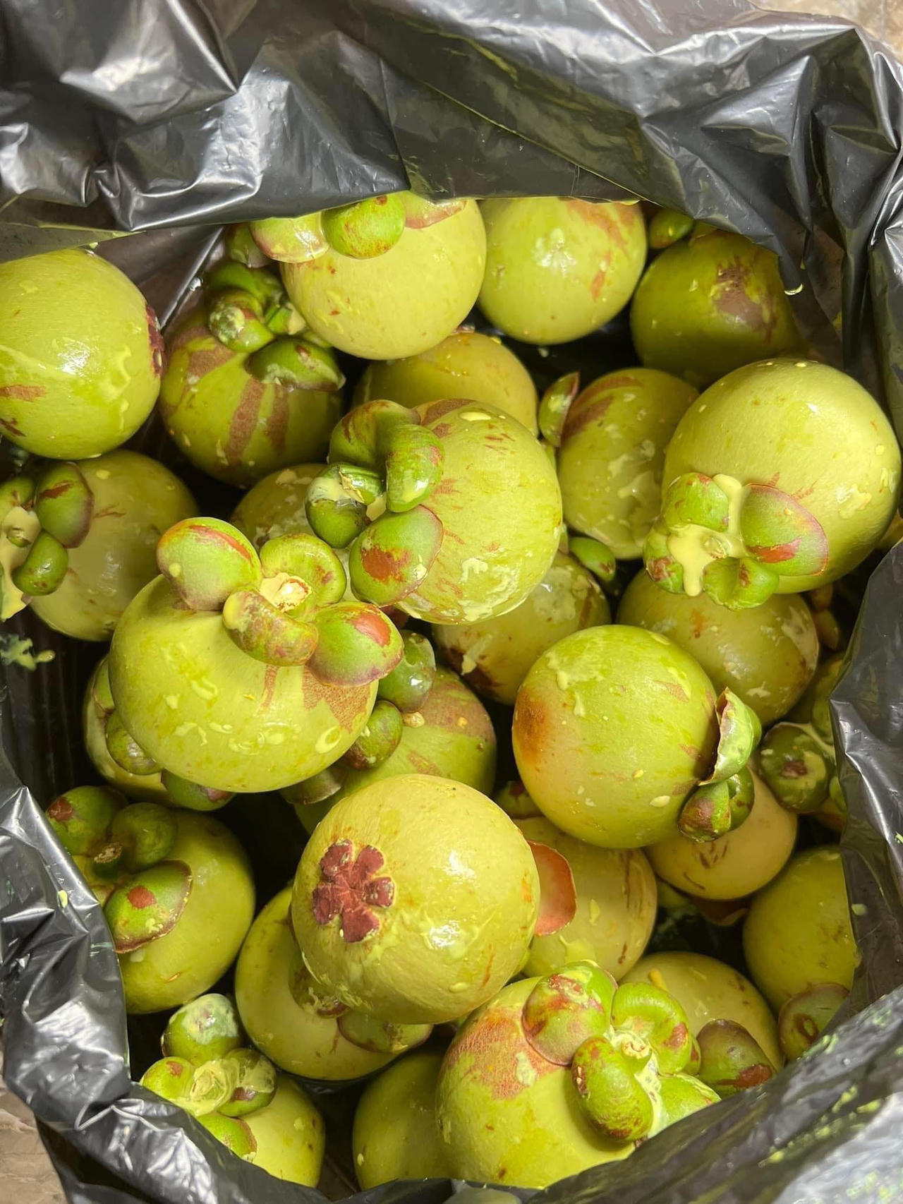 Vì sao mãng cầu, măng cụt xanh tăng giá liên tục vẫn 'cháy hàng' ở Hà Thành?