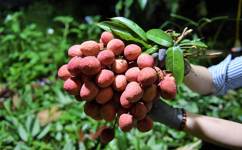 Gia tăng giá trị xuất khẩu nhờ chỉ dẫn địa lý: Bài học từ Lục Ngạn