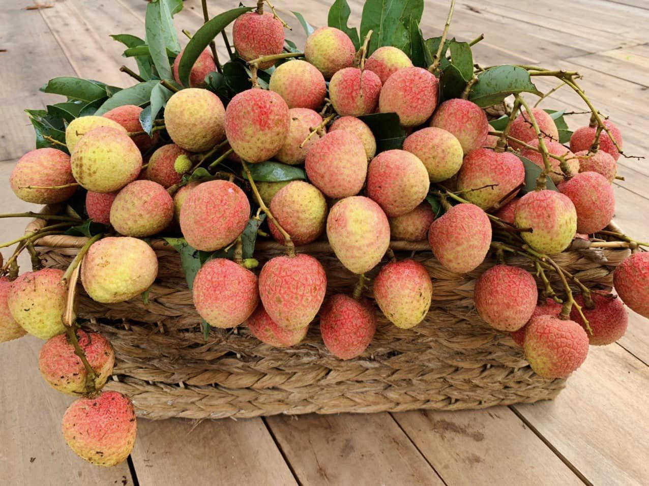 Lần đầu tiên tại Việt Nam sẽ diễn ra show thời trang giữa vườn vải thiều Bắc Giang