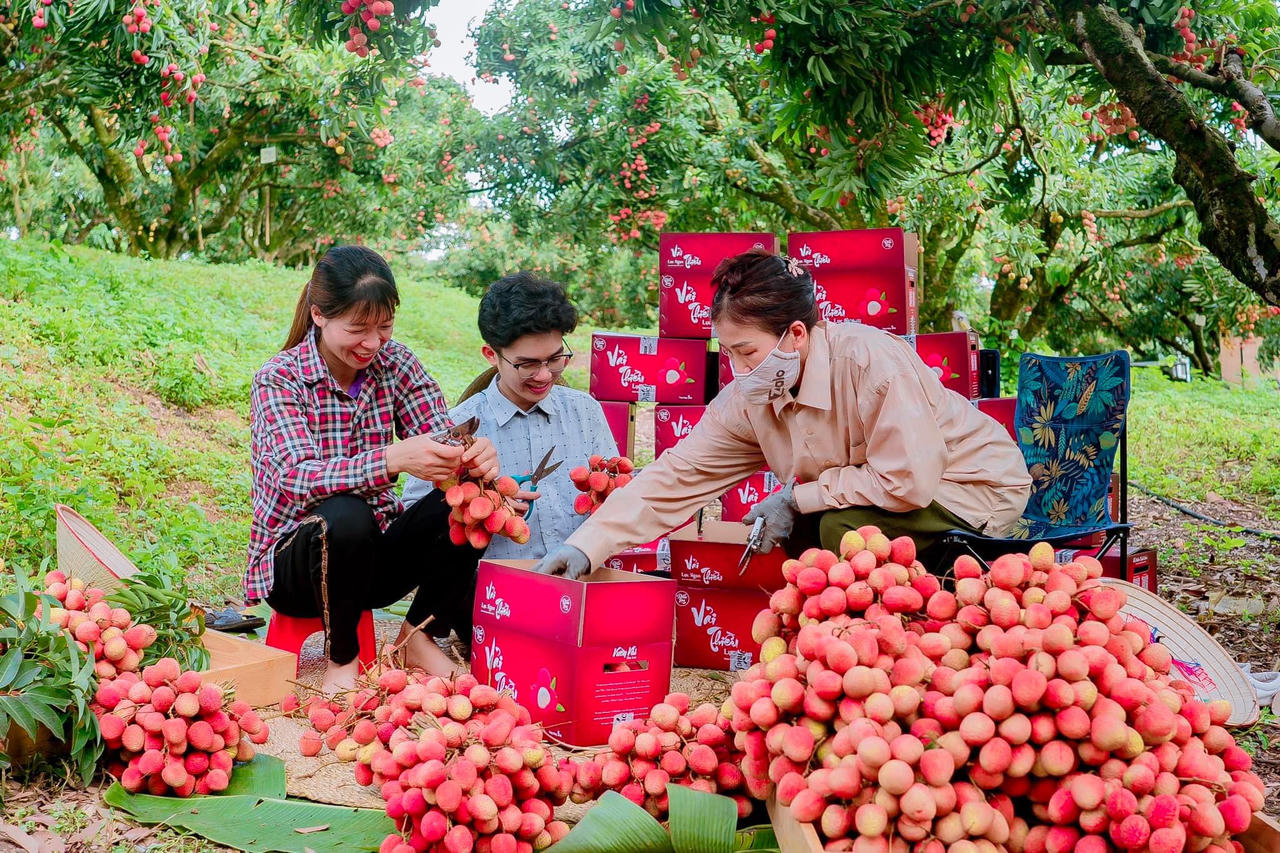  'Đánh thức' vùng trồng để nông sản quê mình thành 'hàng hot' đất khách