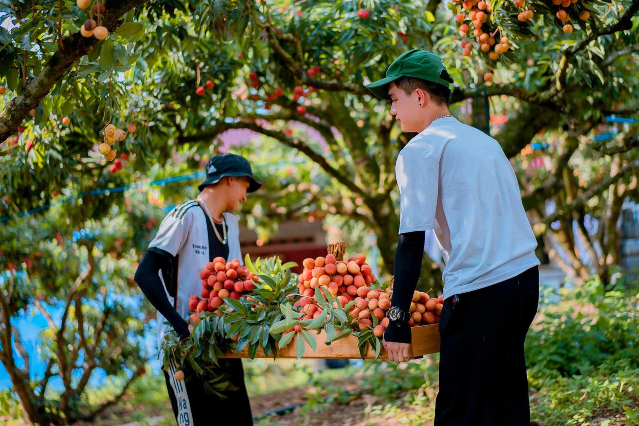 'Đánh thức' vùng trồng để nông sản quê mình thành 'hàng hot' đất khách