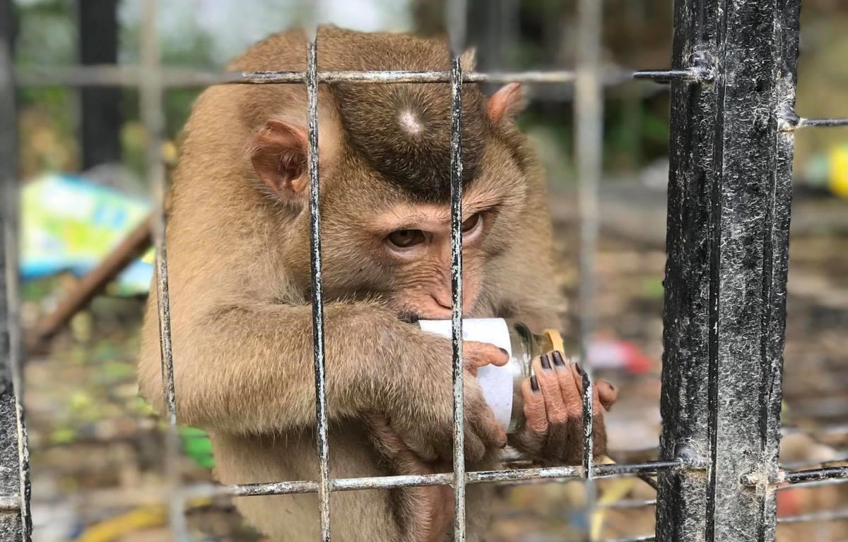 Thấy gì từ thực trạng thú nuôi trong nhà hiện nay?
