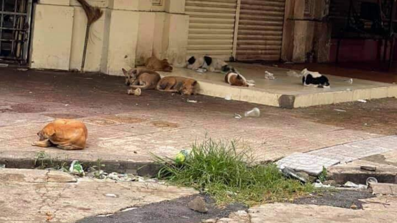 Bàn về ý thức của những người nhân danh “yêu động vật” để vi phạm pháp luật