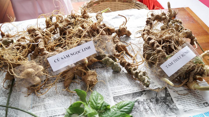 Kon Tum chi 13 tỷ đồng mua sắm thiết bị phân biệt sâm Ngọc Linh thật, giả