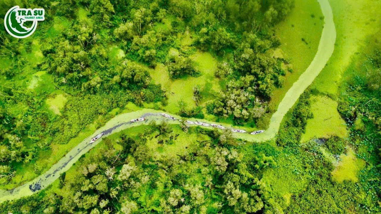 Trà Sư độc đáo với không gian xanh 'Matcha'