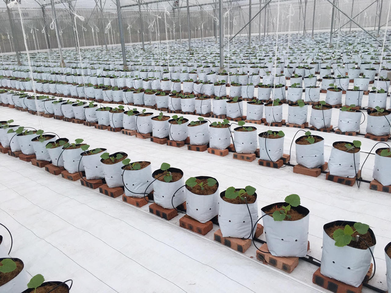 'Đòn bẩy' phát triển hàng Việt của các Hợp tác xã trên địa bàn Hà Nội 