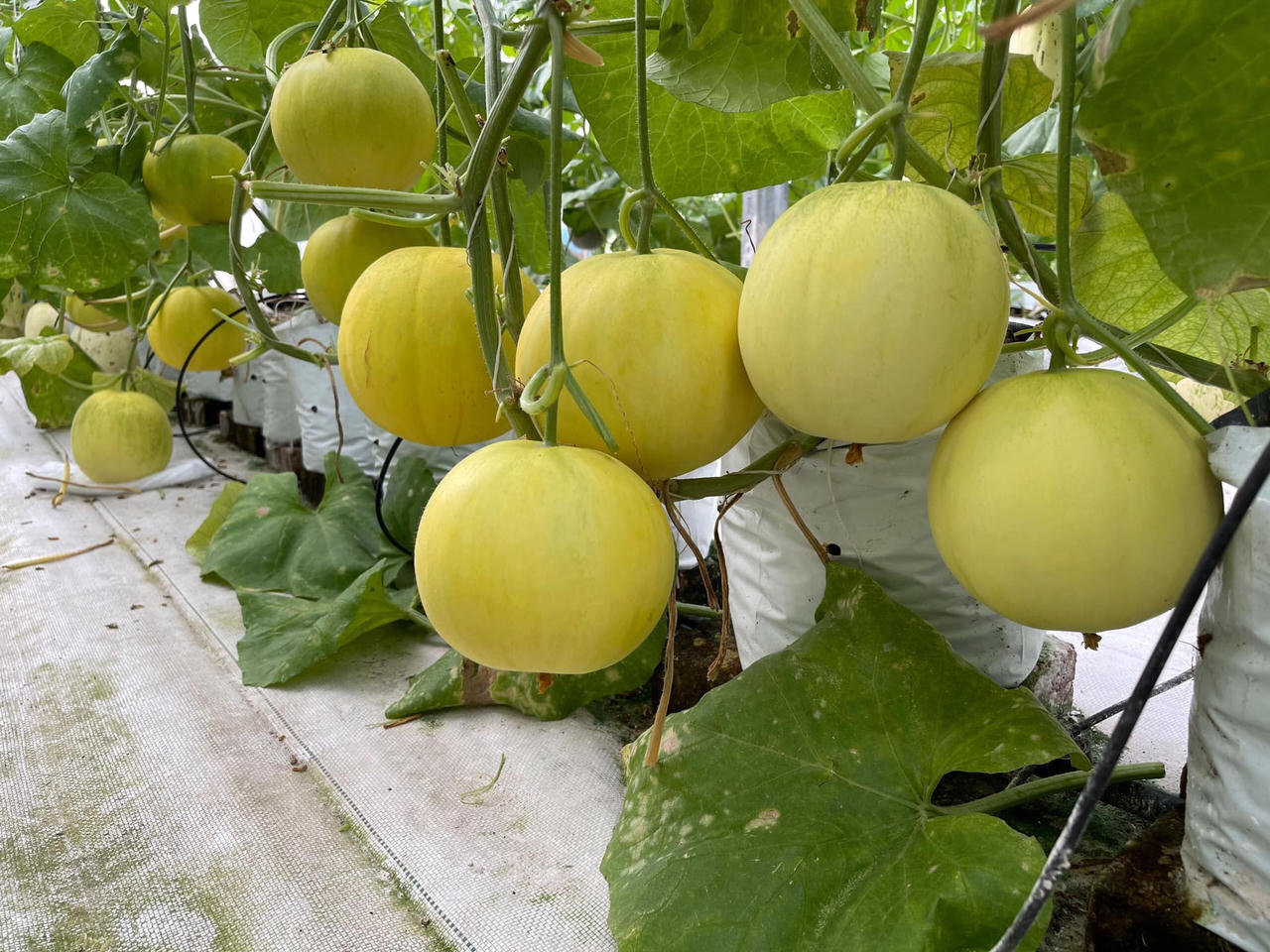 'Đòn bẩy' phát triển hàng Việt của các Hợp tác xã trên địa bàn Hà Nội 