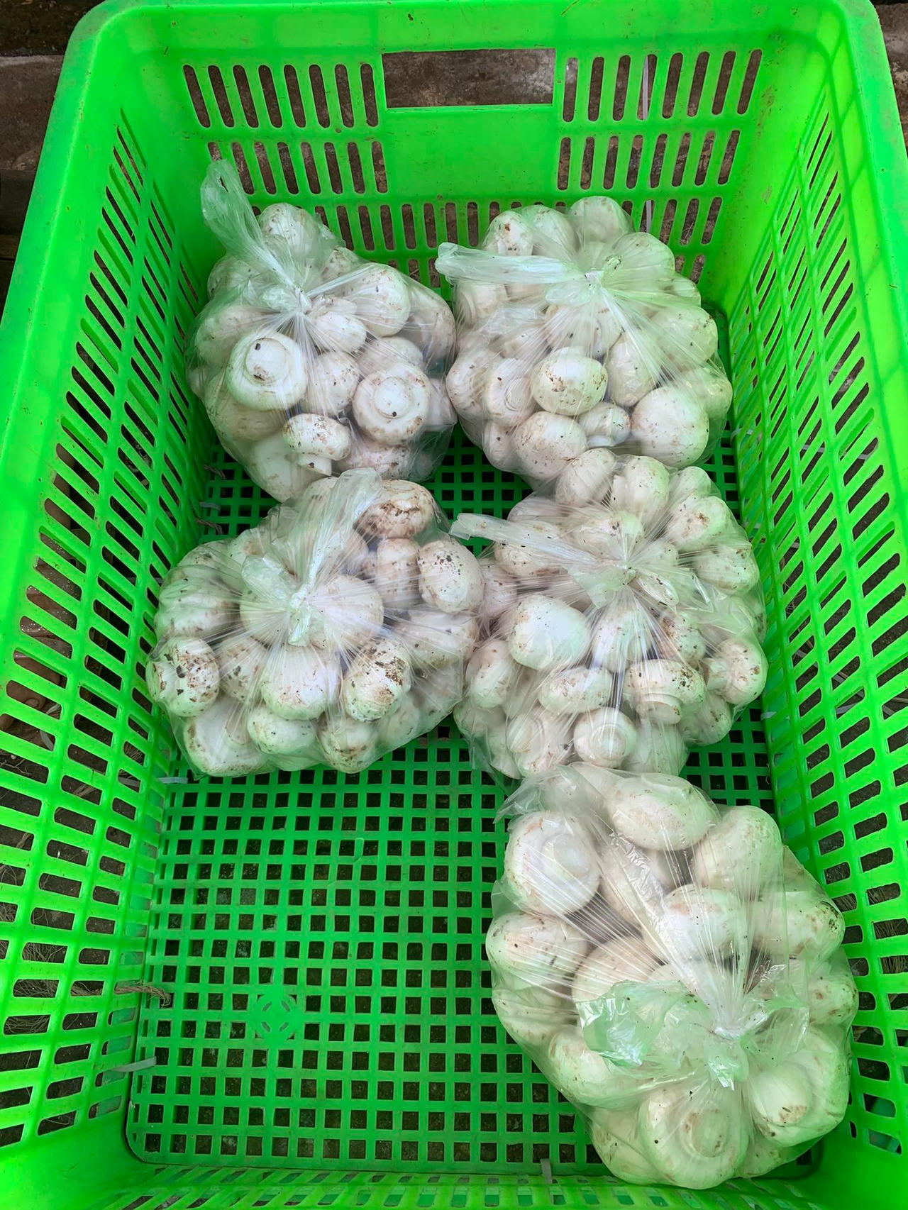 Làm chủ công nghệ sản xuất mang nấm sạch đến người tiêu dùng