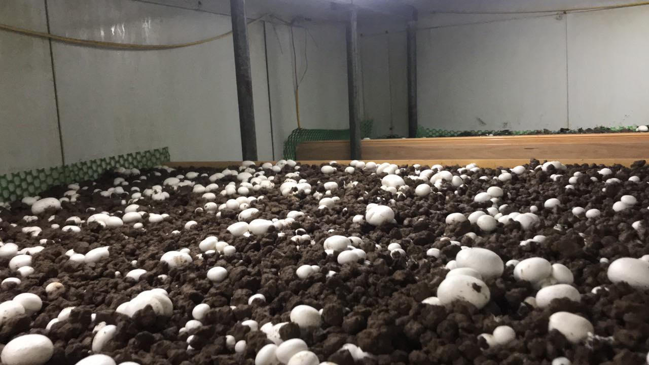 Làm chủ công nghệ sản xuất mang nấm sạch đến người tiêu dùng