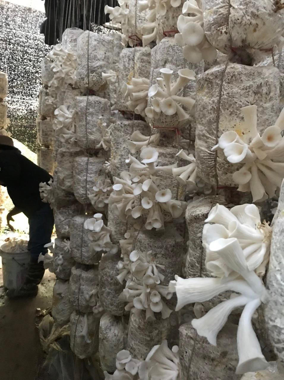 Làm chủ công nghệ sản xuất mang nấm sạch đến người tiêu dùng