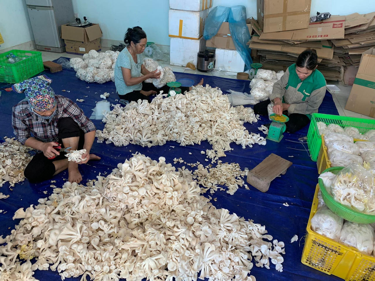 Làm chủ công nghệ sản xuất mang nấm sạch đến người tiêu dùng