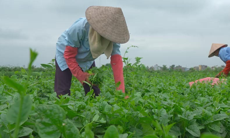 Diện mạo mới ở vùng quê Yên Cường (Ý Yên, Nam Định): Kỳ 1: Tiên phong trong xây dựng nông thôn mới kiểu mẫu