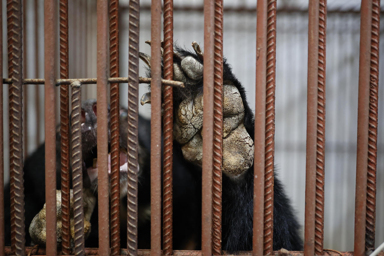 Cần thay đổi nhận thức về việc đối xử với động vật