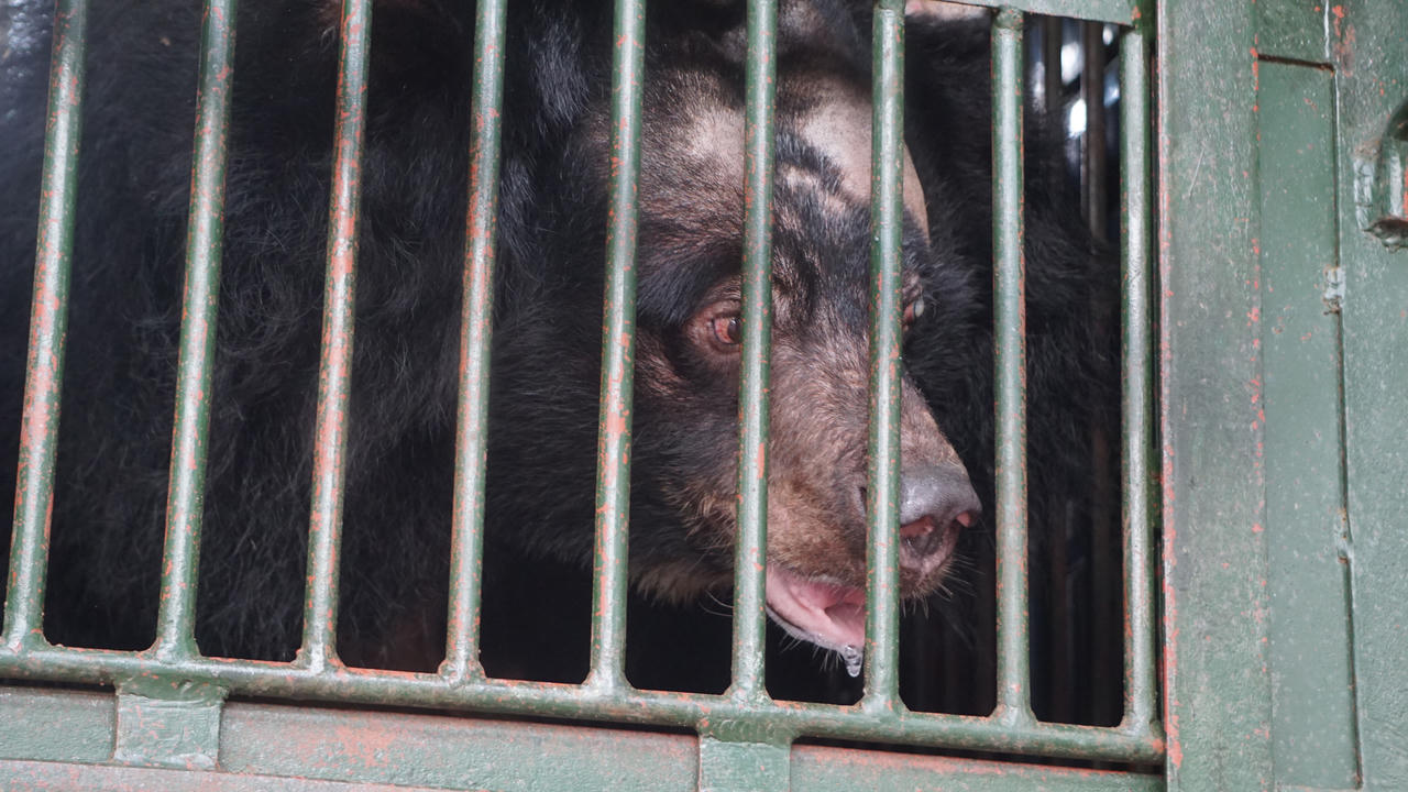 Cần thay đổi nhận thức về việc đối xử với động vật