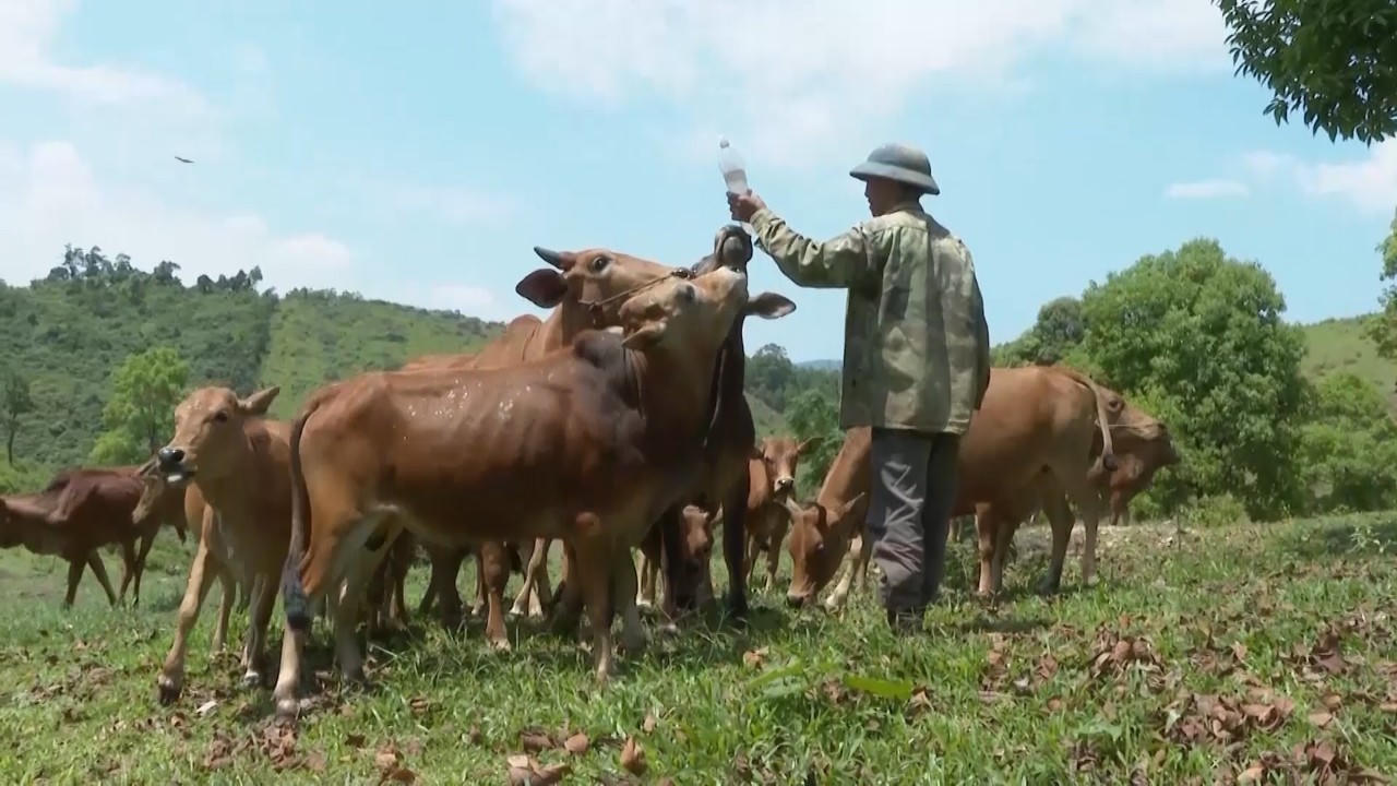 Huyện Minh Hóa (Quảng Bình): Vốn chính sách hỗ trợ người lao động có việc làm ổn định