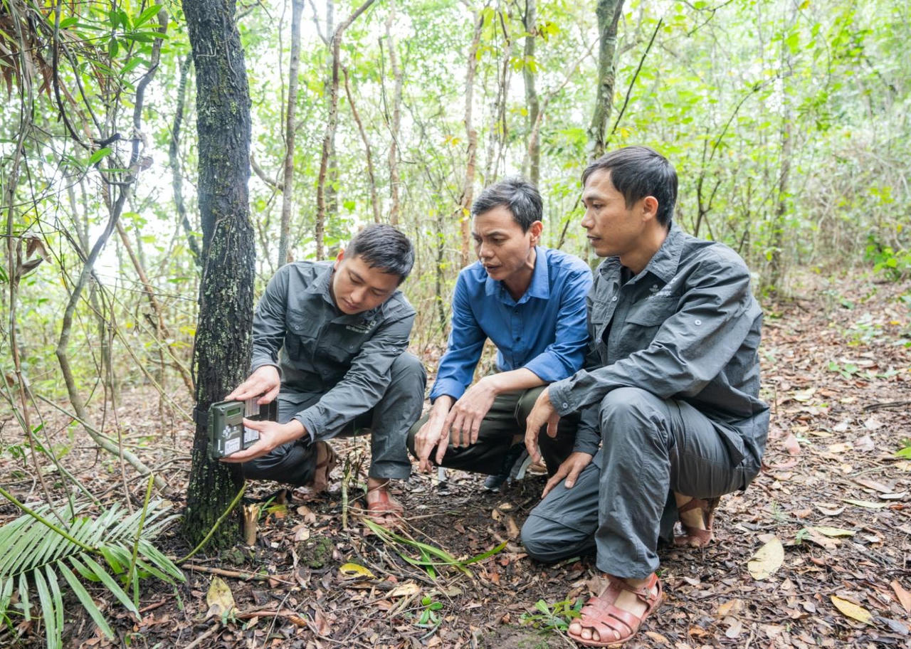'Siết' tuần tra, tháo gỡ bẫy tại vườn quốc gia Vũ Quang từ bẫy ảnh