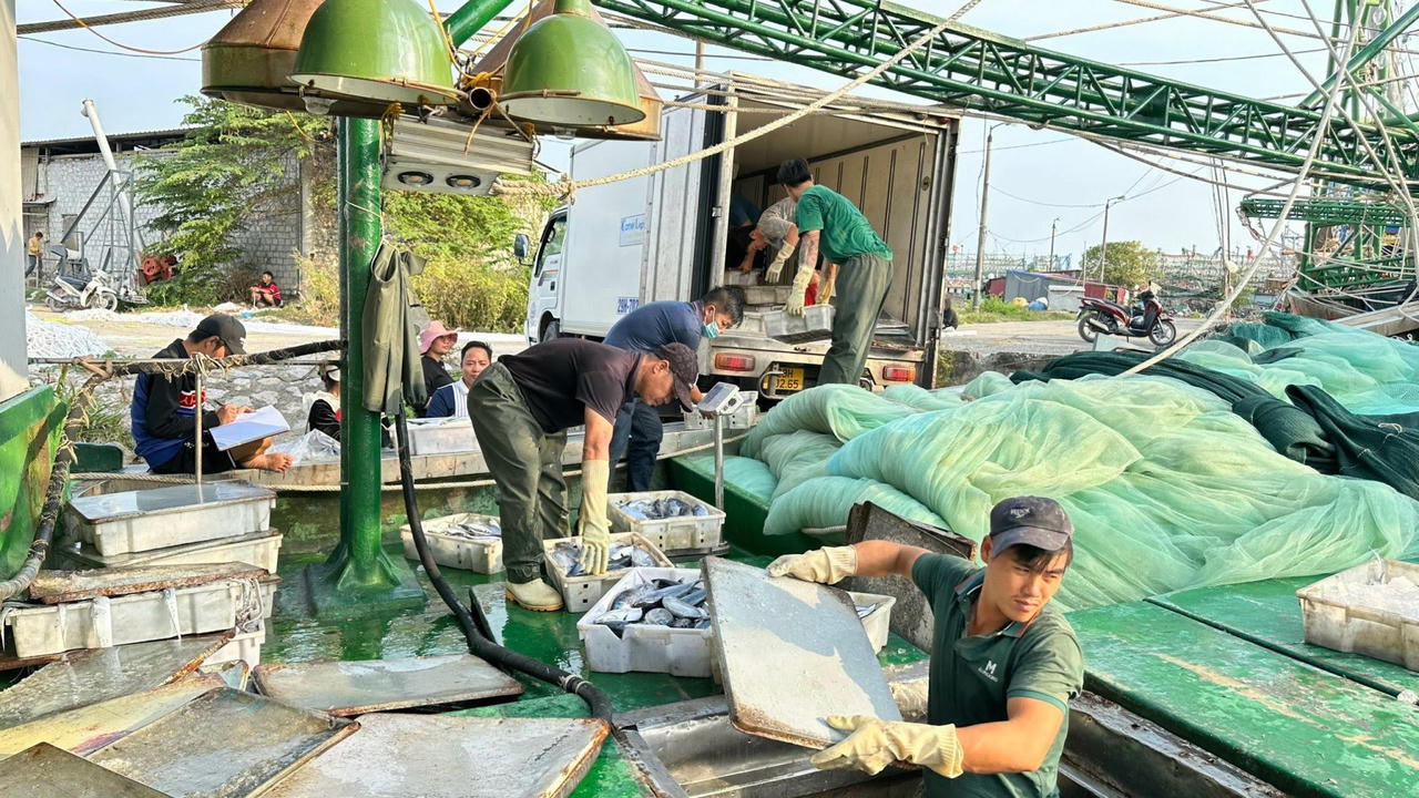 Cảng cá Mắt Rồng và thành phố mới không xa