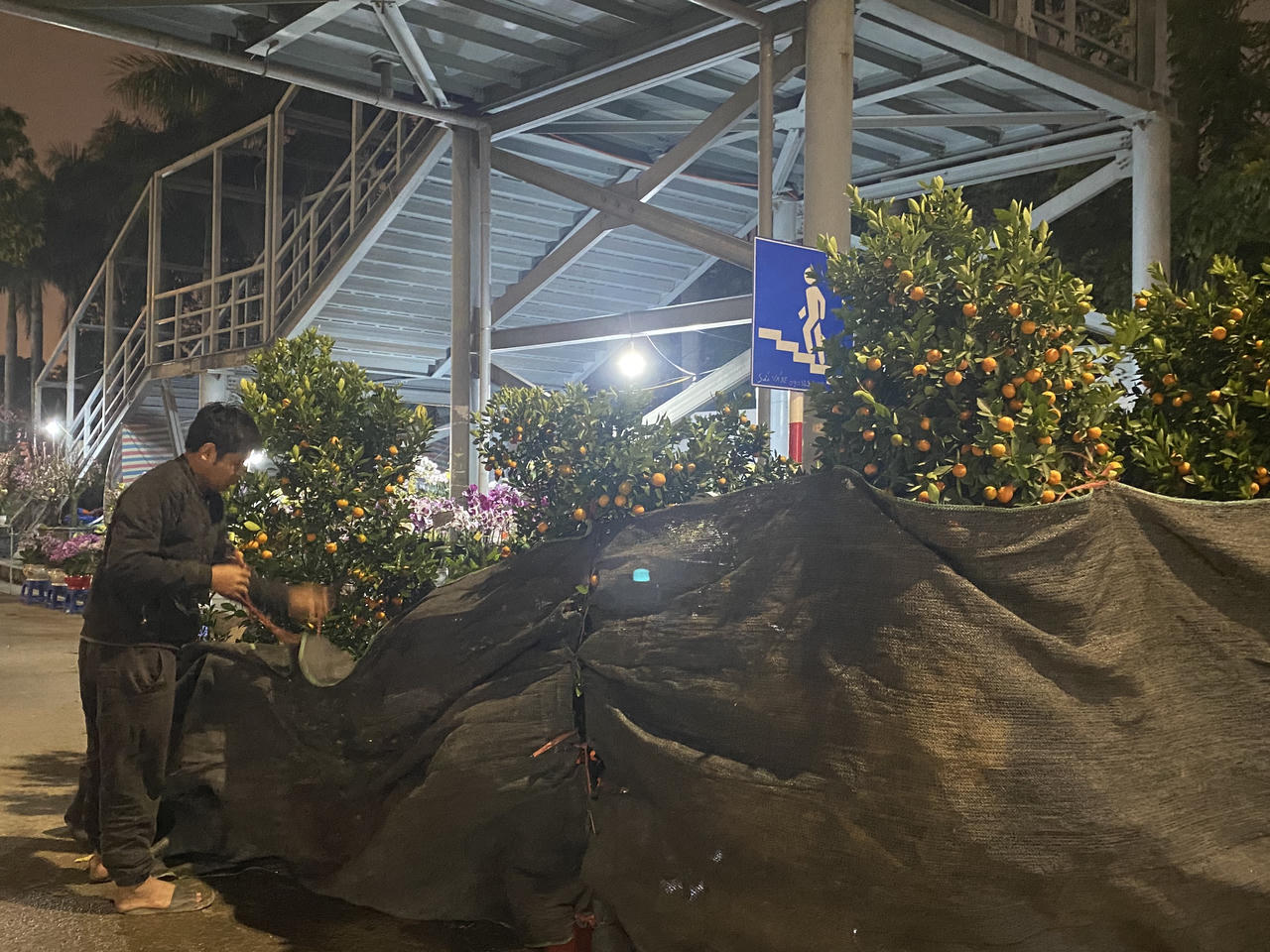 Nằm vỉa hè Hà Nội qua đêm mong bán hết đào, quất trước giao thừa