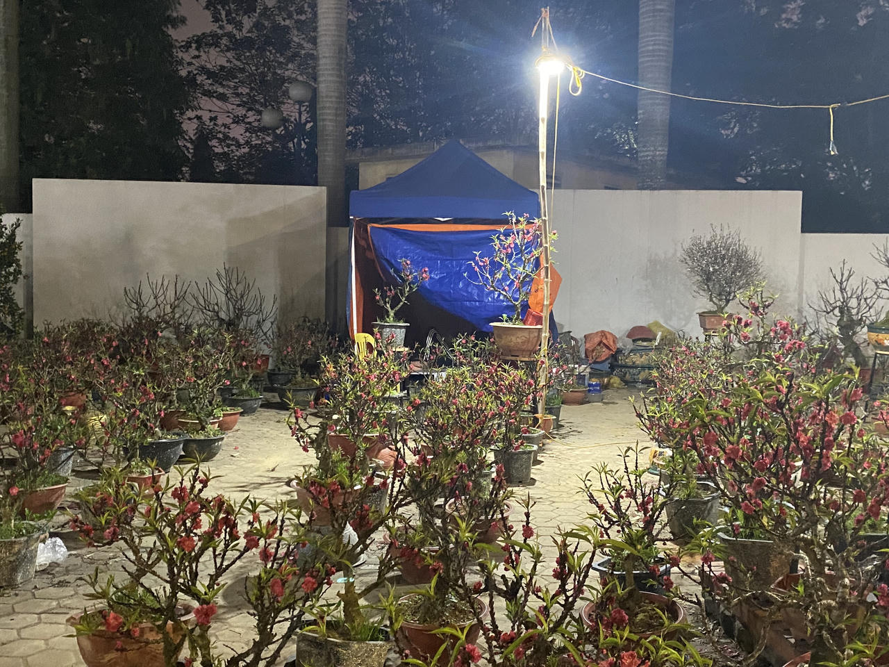 Nằm vỉa hè Hà Nội qua đêm mong bán hết đào, quất trước giao thừa