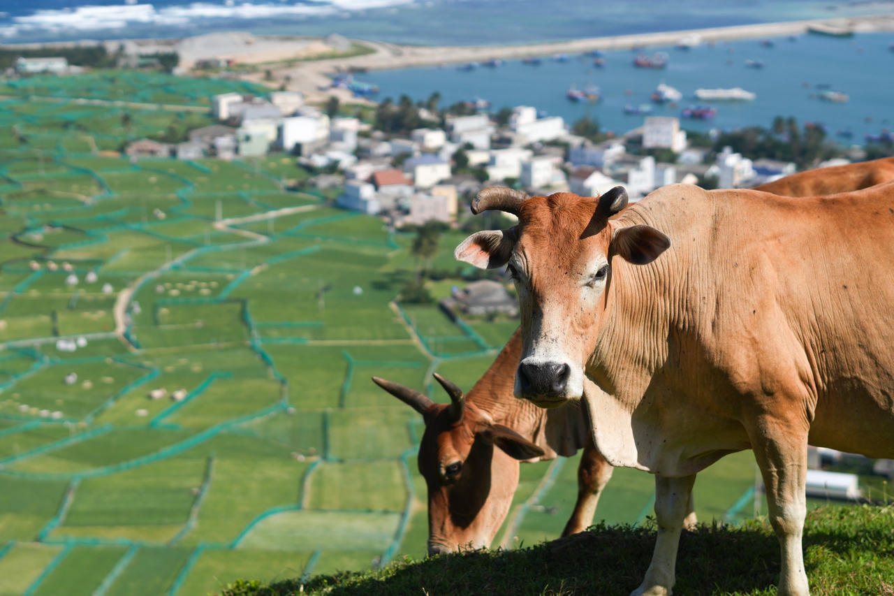 Hai 'thầy giáo Tây' đi bộ 2.000km gây quỹ hỗ trợ trẻ em nghèo Việt Nam