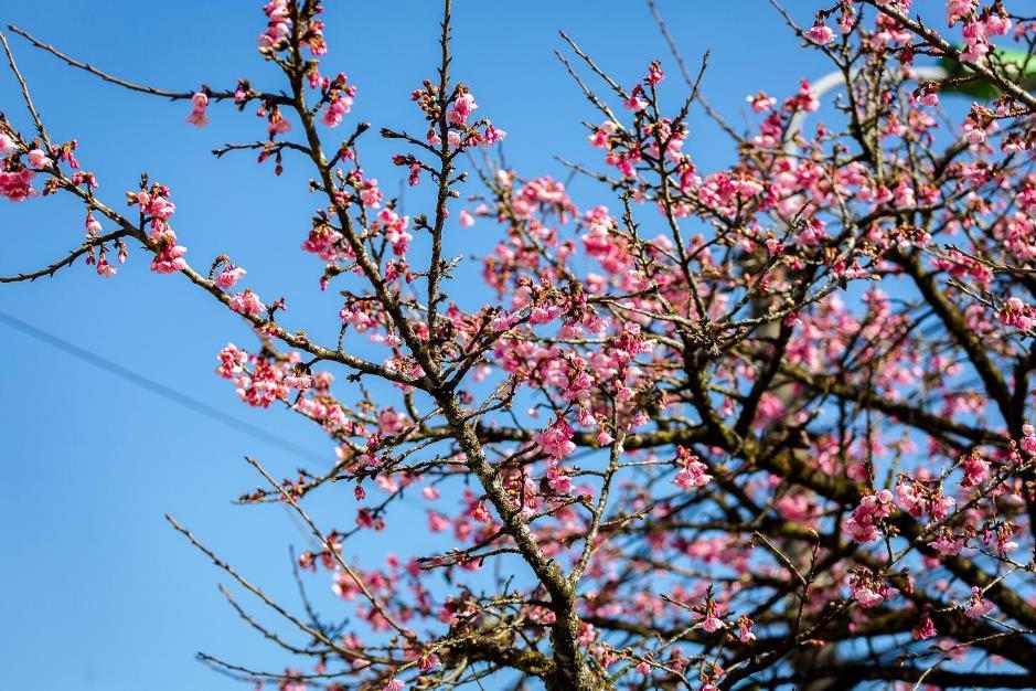 Linh thiêng Lễ Vía Quán Thế Âm Bồ Tát đản sinh trên đỉnh Fansipan 