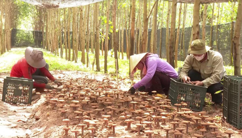 Làm gì để “biến rừng thành vàng”?