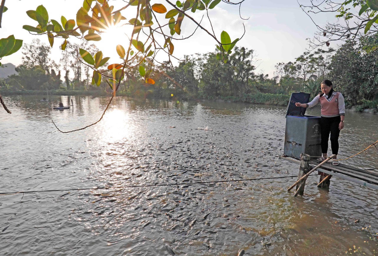 Hiệu quả từ nguồn vốn tín dụng trên mảnh đất Ninh Bình