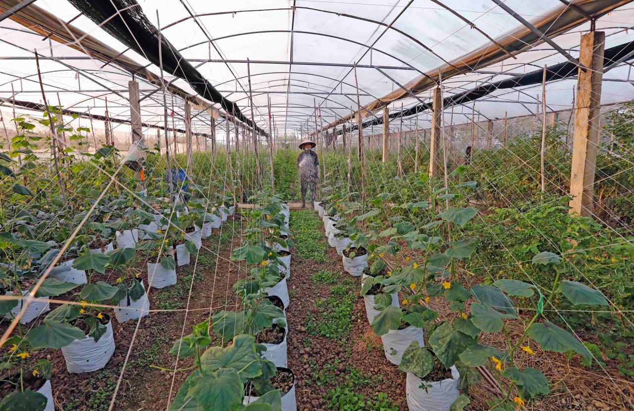 Hiệu quả từ nguồn vốn tín dụng trên mảnh đất Ninh Bình