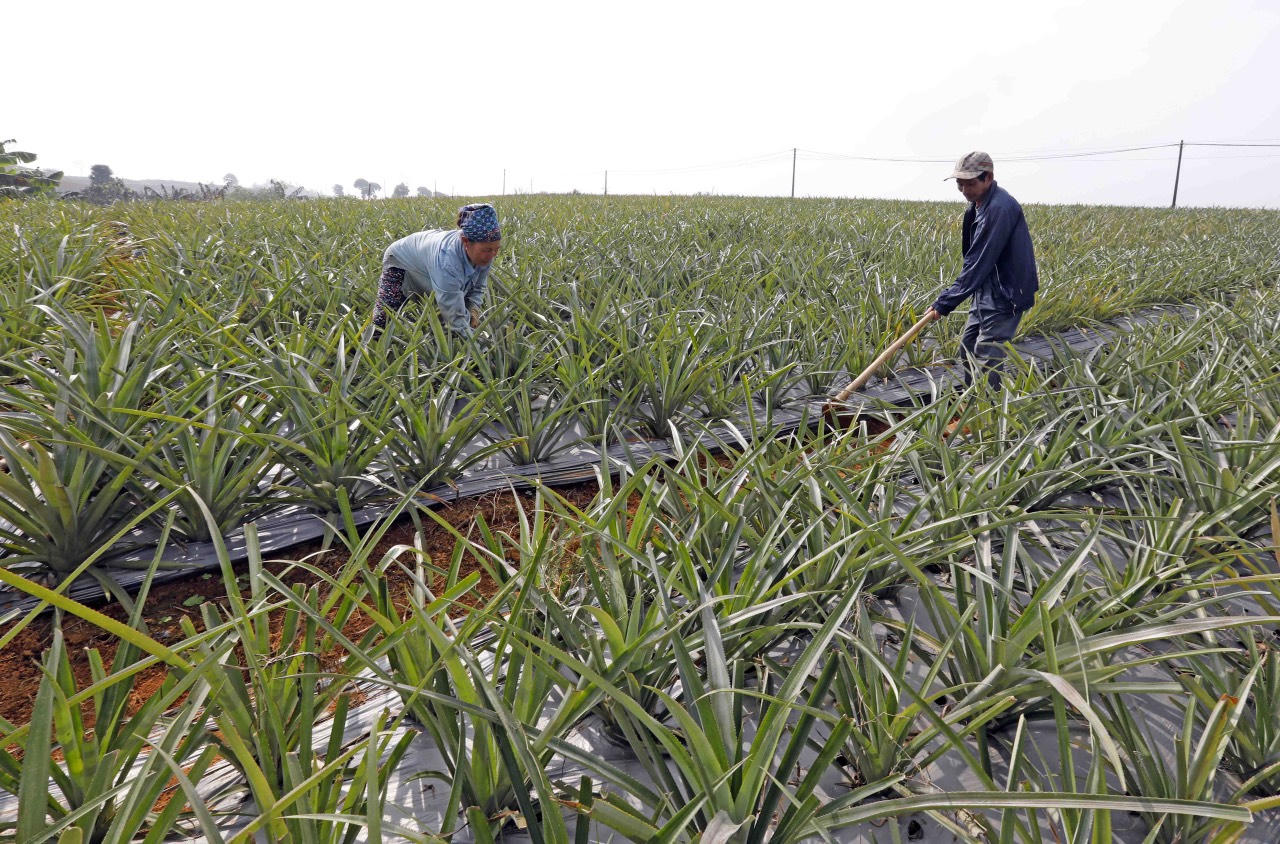 Hiệu quả từ nguồn vốn tín dụng trên mảnh đất Ninh Bình