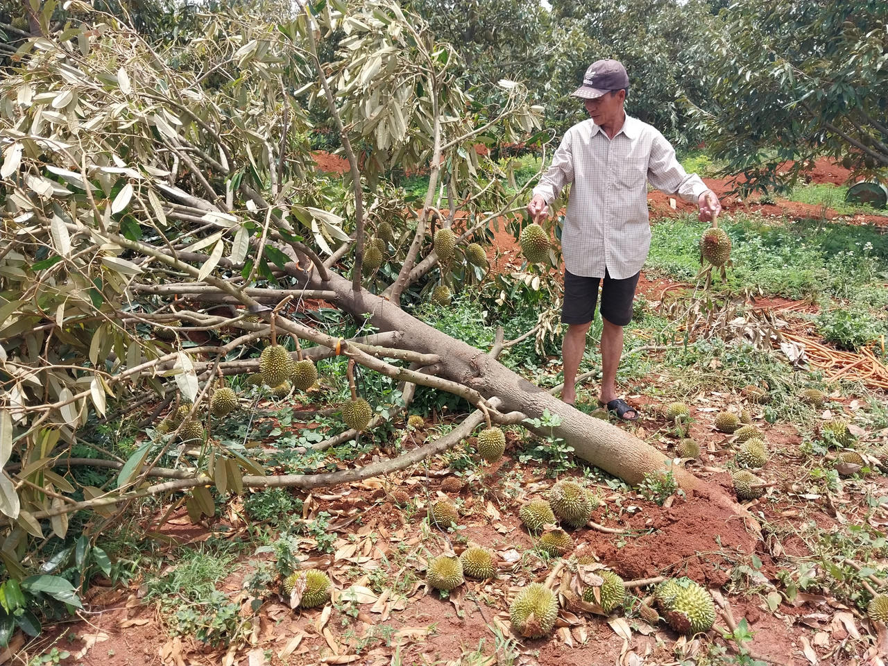 Gia Lai: Kẻ khóc, người cười sau những cơn mưa đầu mùa