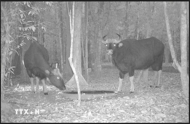 Tử tế với thiên nhiên là tử tế với chính mình