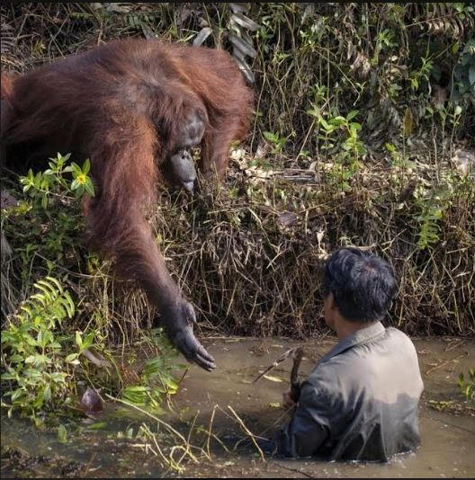 Tử tế với thiên nhiên là tử tế với chính mình