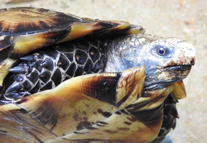 Hoạt động nuôi động vật hoang dã vì mục đích thương mại: Sửa luật để tăng cường bảo vệ đa dạng sinh học