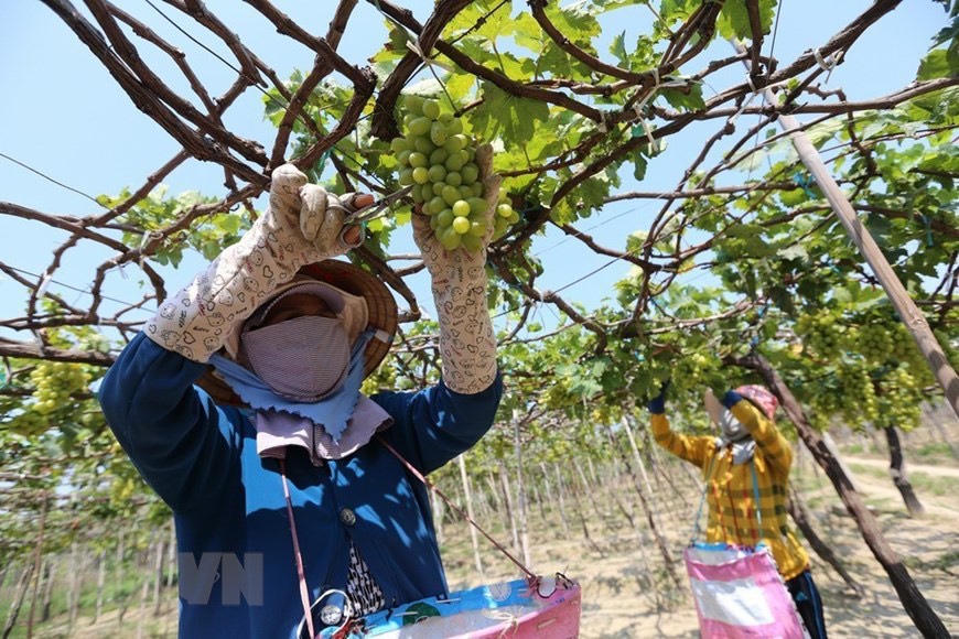 Hiệu quả tín dụng chính sách nhìn từ Ninh Thuận