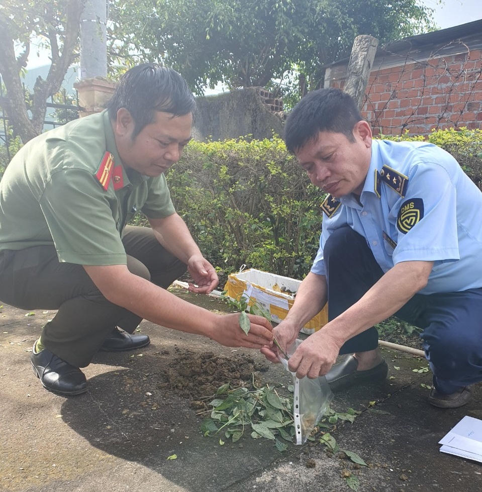 Tiêu hủy gần 150 cây giống sâm Ngọc Linh giả được bán trên Facebook